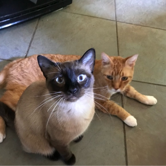 Meet your Posher, Chandra - Picture 16 of 16